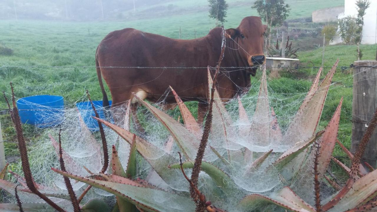 Die Hoenderhok And Die Plaashuisie Swellendam Zewnętrze zdjęcie